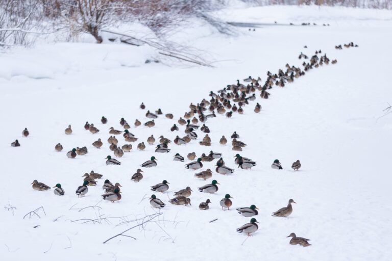 ducks eating on the snow